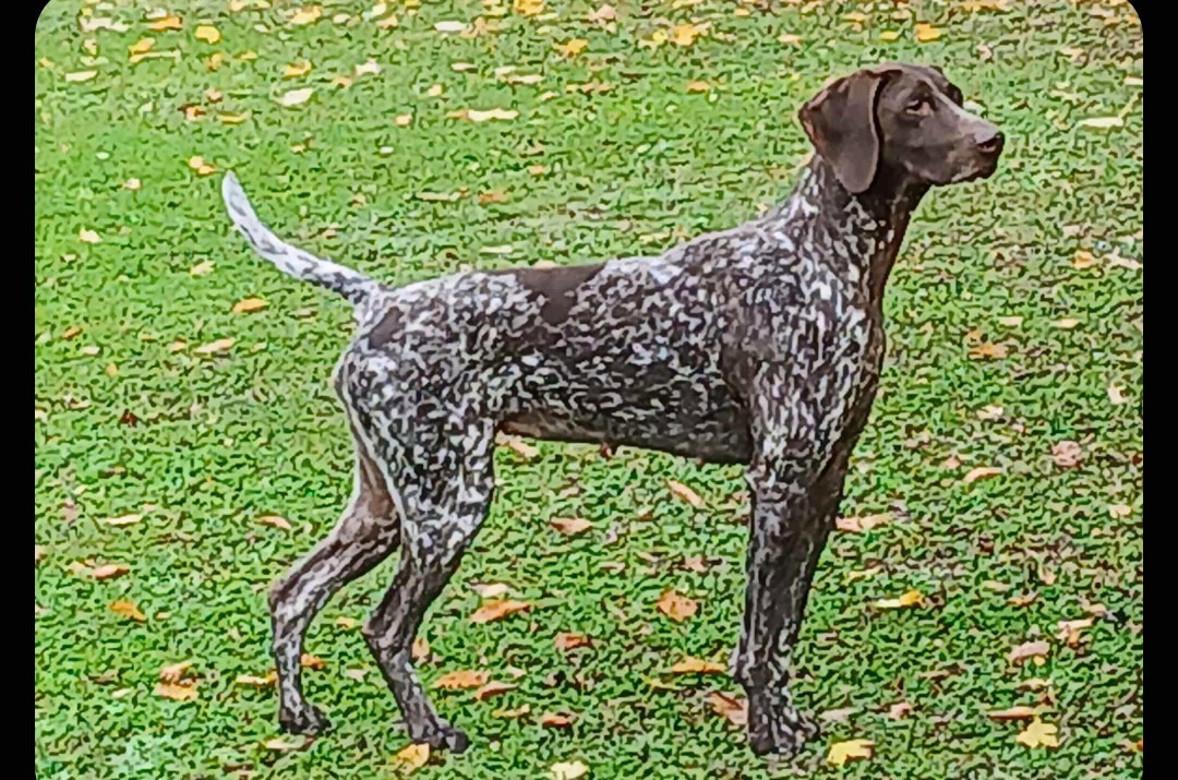 STELLA Du Clos Saint Emilion